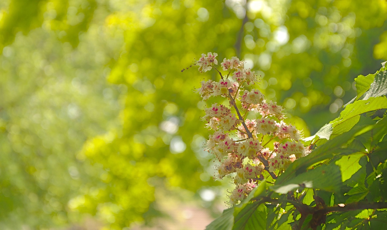 The Biology of Allergies - How They Develop and Can Be Managed